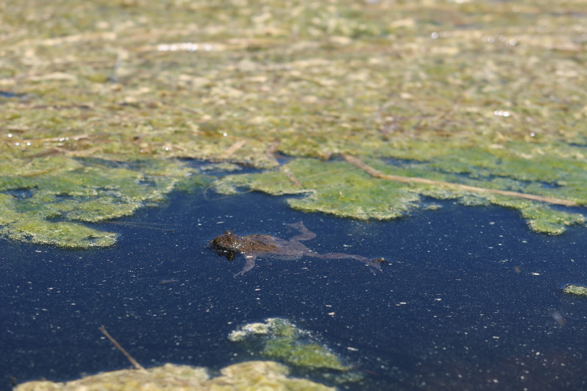 Ululone ventre giallo