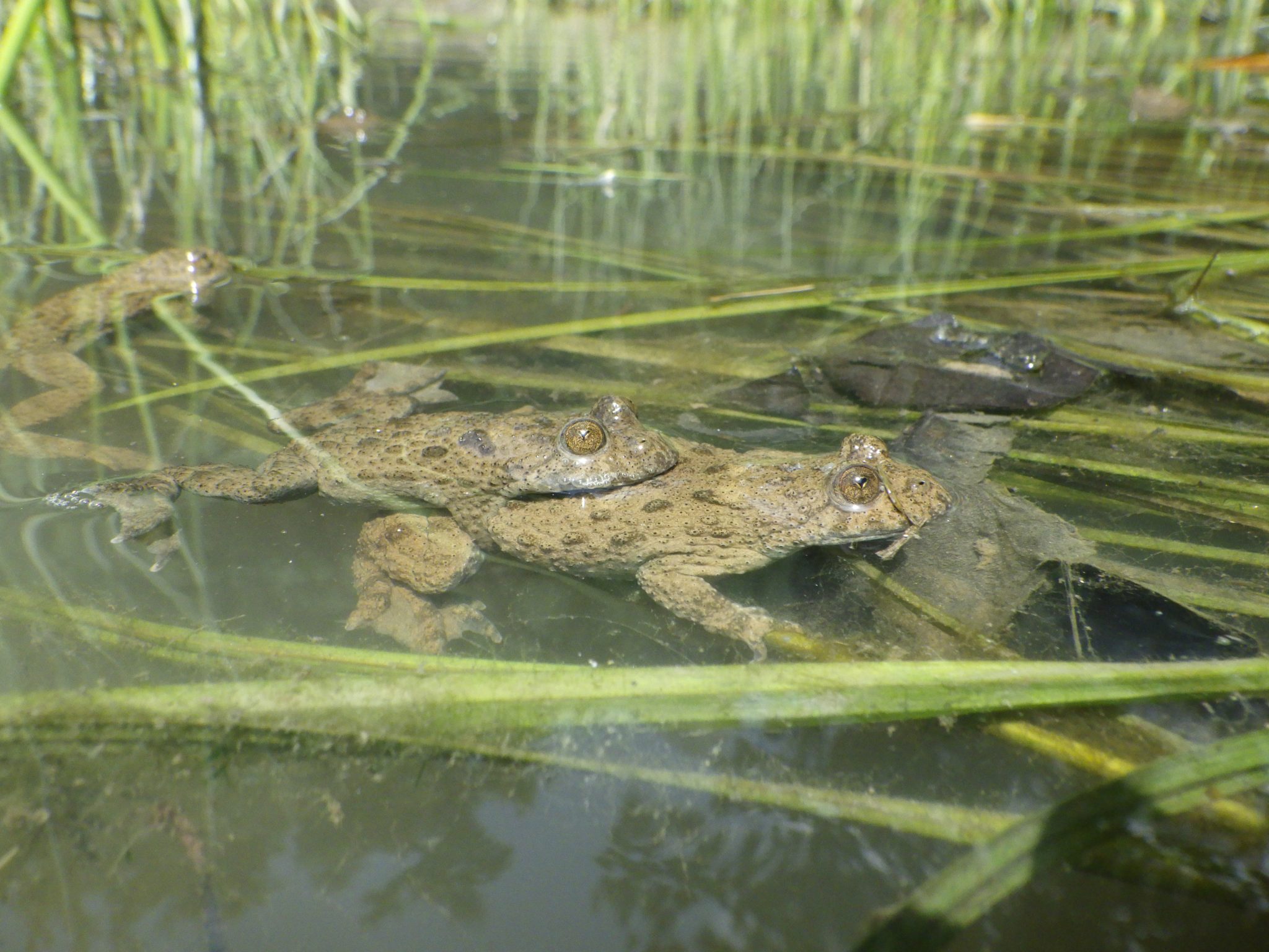 Ululone ventre giallo