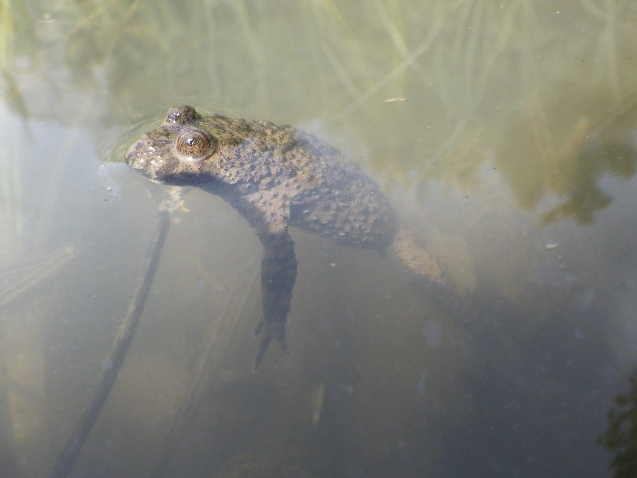 Ululone ventre giallo