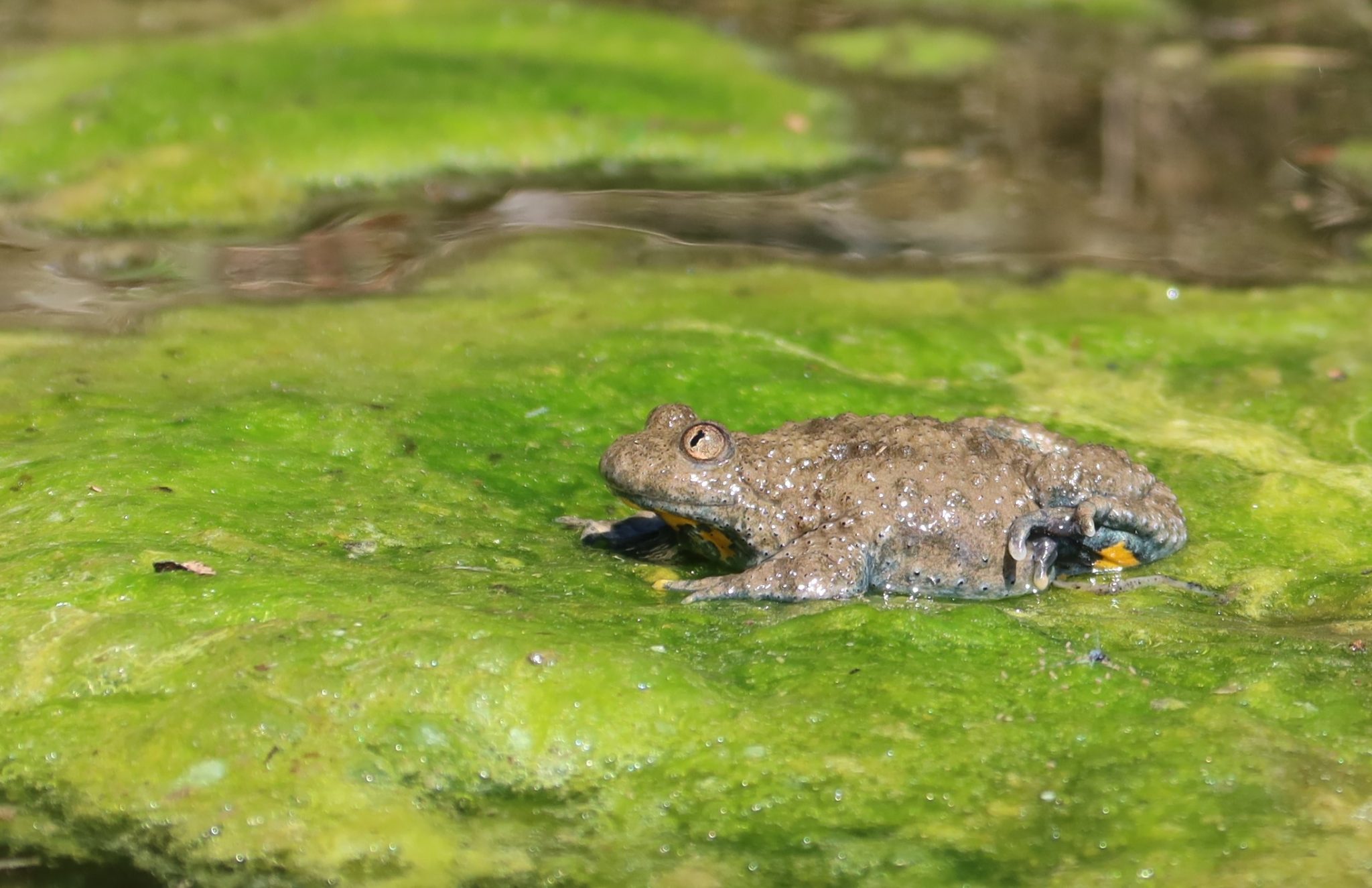 Ululone ventre giallo