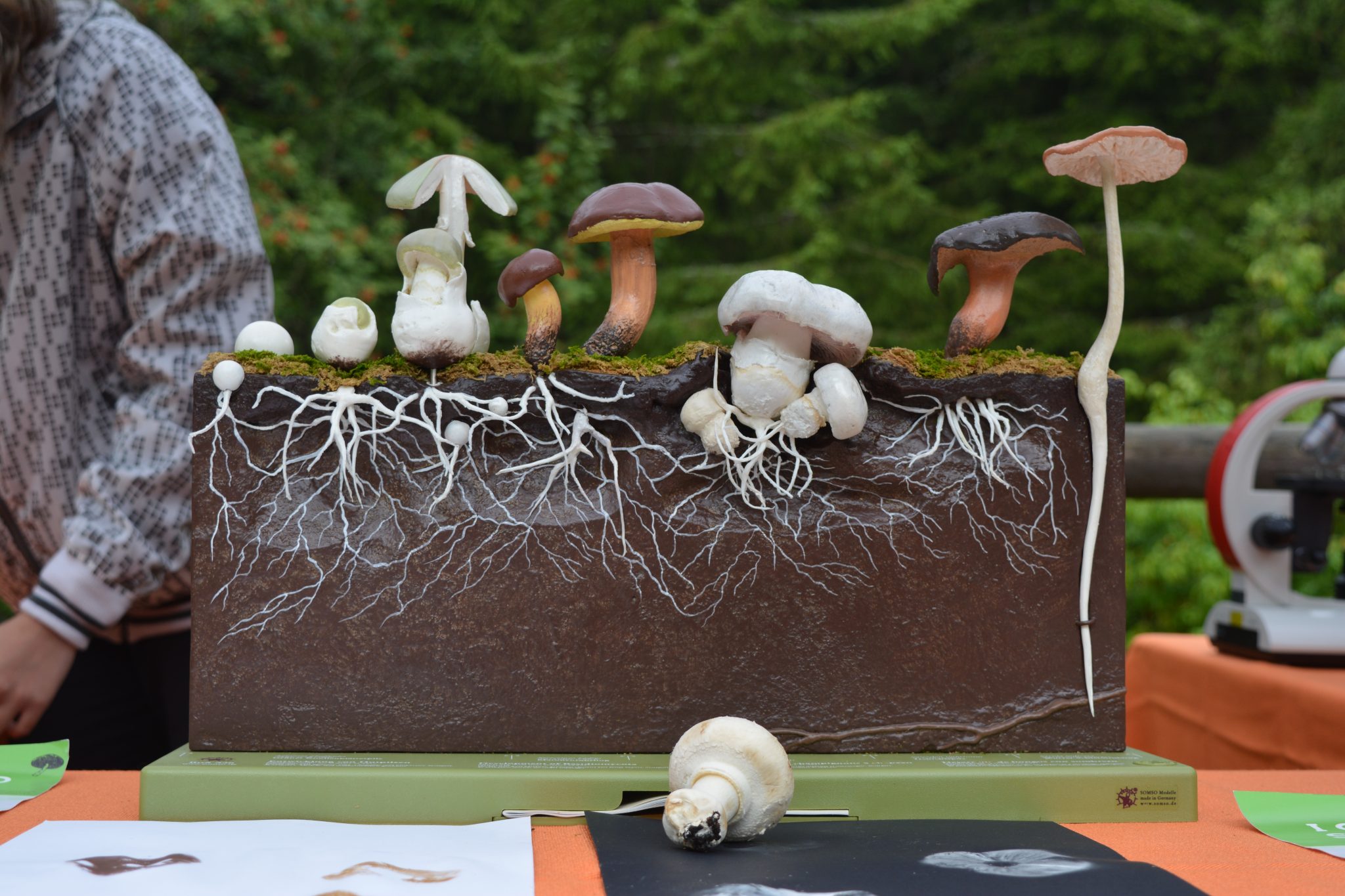 MICO-weekend! Il mondo nascosto dei funghi