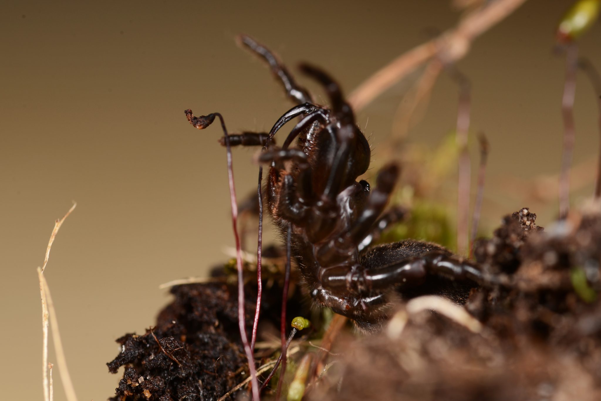 Atypus affinis