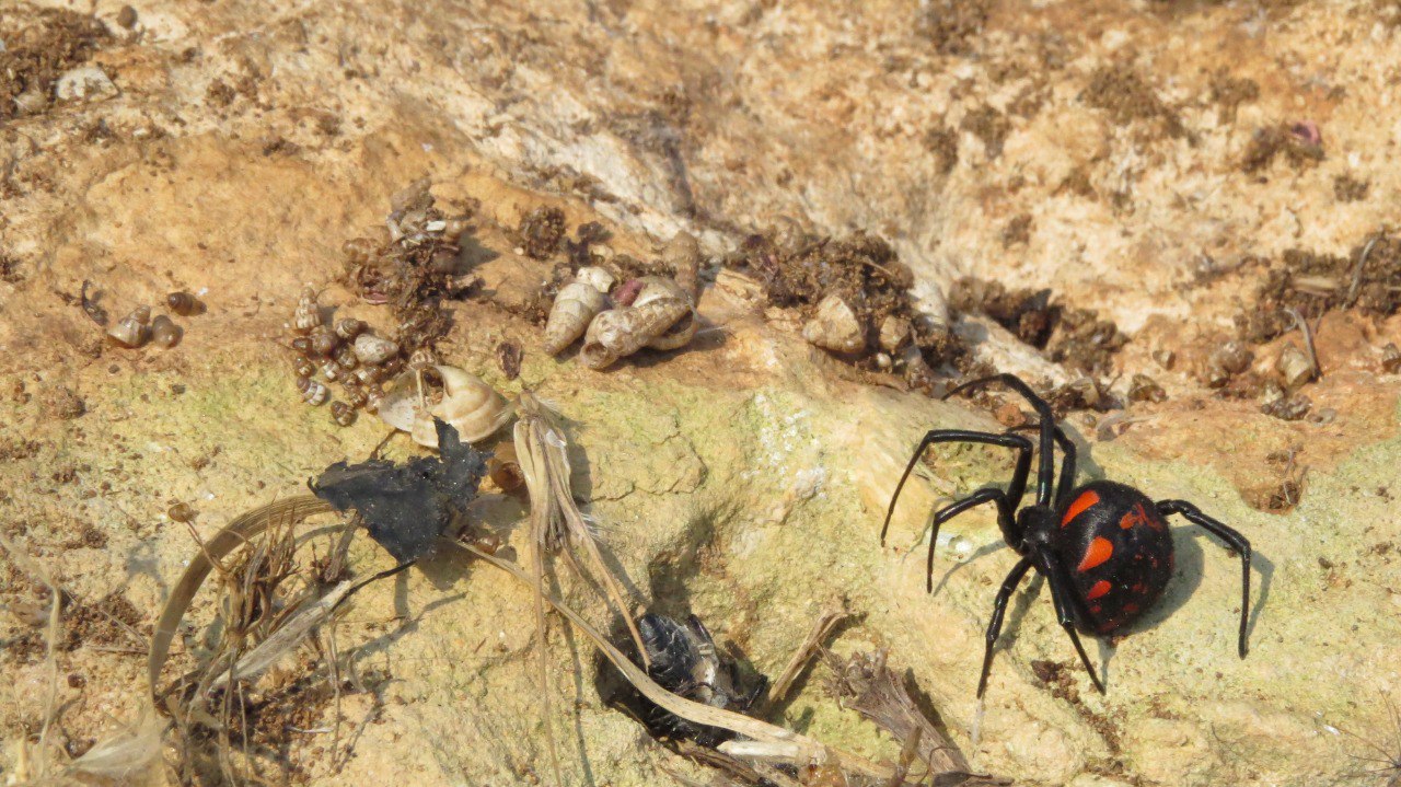 Malmignatta Latrodectus tredecimguttatus